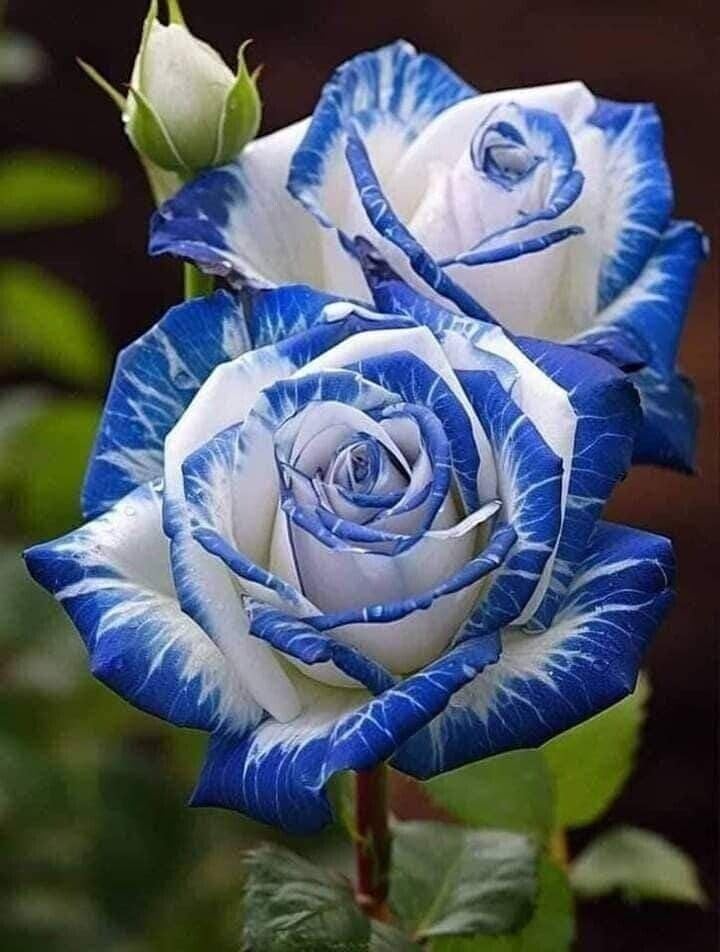 Live Neavy Blue Rose Plant - Rare Varieties 12 Months Flower